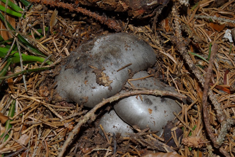 Finalmente li ho trovati.